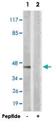 Anti-ATF1 Rabbit Polyclonal Antibody