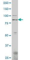 Anti-HOOK1 Mouse Polyclonal Antibody