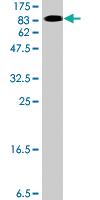 Anti-KIF1B Mouse Polyclonal Antibody