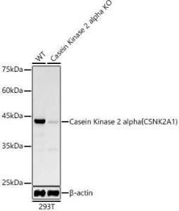 Western blot analysis of extracts from wild type(WT) and Casein Kinase 2 alpha (CSNK2A1) knockdown (KD) 293T cells, using Anti-CSNK2A1 Antibody [ARC0163] (A307775) at 1:1000 dilution. The secondary Antibody was Goat Anti-Rabbit IgG H&L Antibody (HRP) at 1:10000 dilution