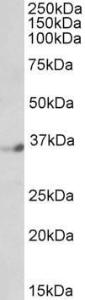 Anti-DPF1 Goat Polyclonal Antibody