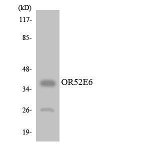 Antibody anti-OR52E6 A100380-100 100 µg