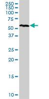 Anti-NR1D2 Rabbit Polyclonal Antibody