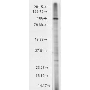 Western blot analysis of rat brain membrane lysate showing detection of TrpC7 protein using Anti-TRP 7 Antibody [N64A/36] (A304950) at 1:1,000 for 2 hours at room temperatur