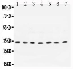 Anti-Cyclin D1 Polyclonal Antibody