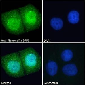 Anti-DPF1 Goat Polyclonal Antibody