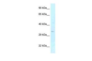 Anti-GOLPH3 Rabbit Polyclonal Antibody