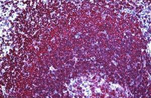 Anti-CD45RA Mouse Monoclonal Antibody [clone: MB1]