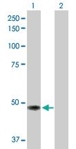 Anti-TP53 Mouse Polyclonal Antibody