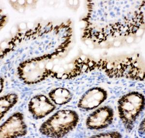 Anti-CTBP2 Rabbit Polyclonal Antibody