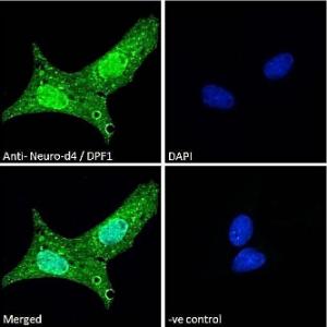 Anti-DPF1 Goat Polyclonal Antibody