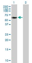 Anti-ZNF490 Mouse Polyclonal Antibody