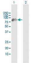 Anti-HOOK1 Mouse Polyclonal Antibody