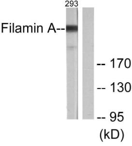 Western blot analysis of lysates from 293 cells, treated with EGF 200 ng/ml 5' using Anti-Fila min A Antibody. The right hand lane represents a negative control, where the Antibody is blocked by the immunising peptide