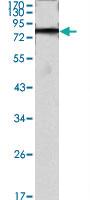 Anti-iHog Mouse Monoclonal Antibody [clone: 3G8]