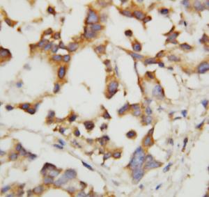 Anti-Cystathionase Rabbit Polyclonal Antibody