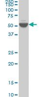 Anti-DUSP5 Mouse Monoclonal Antibody [clone: 2F3]