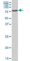 Anti-HOOK1 Mouse Polyclonal Antibody