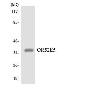 Western blot analysis of the lysates from HeLa cells using Anti-OR52E5 Antibody