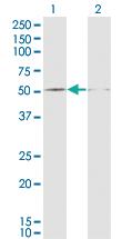 Anti-DUSP5 Mouse Monoclonal Antibody [clone: 2F3]