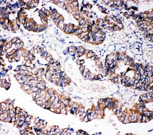 Anti-Caspase-3(P10) Rabbit Polyclonal Antibody