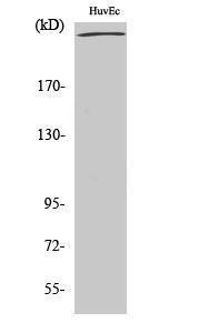 Western blot analysis of various cells using Anti-Fila min A Antibody