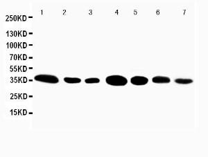 Anti-Caspase-3(P10) Rabbit Polyclonal Antibody