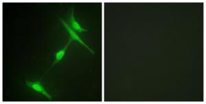 Immunofluorescence analysis of NIH/3T3 cells using Anti-JIP1 Antibody The right hand panel represents a negative control, where the antibody was pre-incubated with the immunising peptide