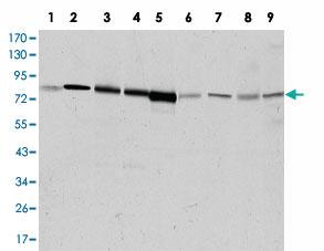 Anti-ADRBK1 Mouse Monoclonal Antibody [clone: 3F8]