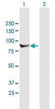 Anti-HOOK1 Mouse Polyclonal Antibody