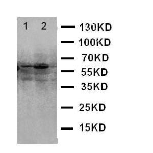 Anti-E2F1 Rabbit Polyclonal Antibody