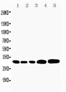 Anti-Caspase-3(P10) Rabbit Polyclonal Antibody