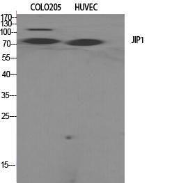 Western blot analysis of various cells using Anti-JIP1 Antibody