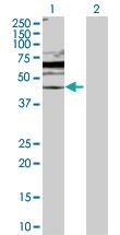 Anti-DUSP6 Rabbit Polyclonal Antibody