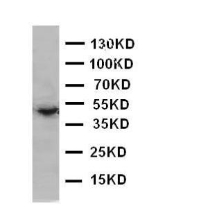 Anti-EDA Rabbit Polyclonal Antibody