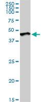 Anti-DUSP6 Rabbit Polyclonal Antibody