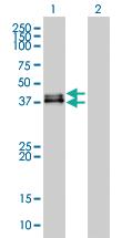 Anti-DUSP6 Mouse Monoclonal Antibody [clone: 3G2]