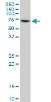 Anti-IGF2BP2 Mouse Monoclonal Antibody [clone: 4C6]