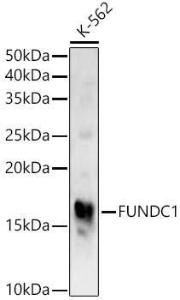 Anti-FUNDC1 antibody