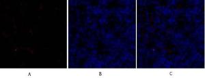 Immunofluorescence analysis of rat spleen tissue using Anti-SOX9 Antibody (red) at 1:200 (4°C overnight) Cy3 labelled secondary antibody was used at 1:300 (RT 50min) Panel A: Target Panel B: DAPI Panel C: Merge