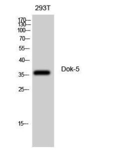 Anti-DOK5 Rabbit Polyclonal Antibody