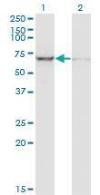 Anti-IGF2BP2 Mouse Monoclonal Antibody [clone: 4C6]