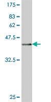 Anti-SEC24D Mouse Polyclonal Antibody