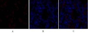 Immunofluorescence analysis of rat lung tissue using Anti-SOX9 Antibody (red) at 1:200 (4°C overnight) Cy3 labelled secondary antibody was used at 1:300 (RT 50min) Panel A: Target Panel B: DAPI Panel C: Merge