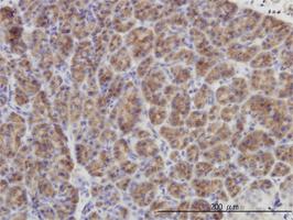 Anti-DUSP6 Mouse Monoclonal Antibody [clone: 3G2]