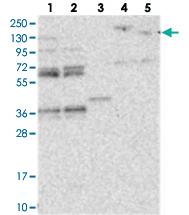 Anti-OFD1 Rabbit Polyclonal Antibody