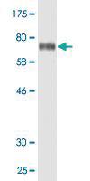 Anti-ITFG2 Mouse Monoclonal Antibody [clone: 1A8]