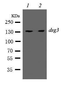 Anti-Desmoglein 3 Rabbit Polyclonal Antibody