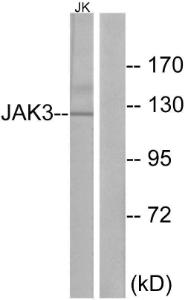 Western blot analysis of lysates from Jurkat cells using Anti-JAK3 Antibody The right hand lane represents a negative control, where the antibody is blocked by the immunising peptide