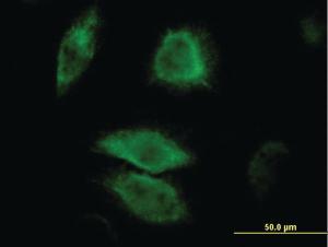 Anti-DUSP6 Mouse Monoclonal Antibody [clone: 3G2]